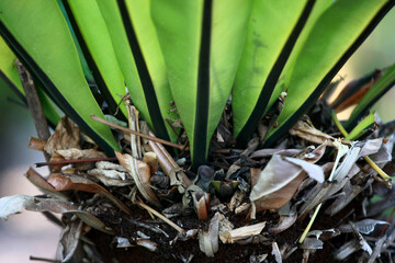 Leaves Tropical forest trees texture background wallpaper