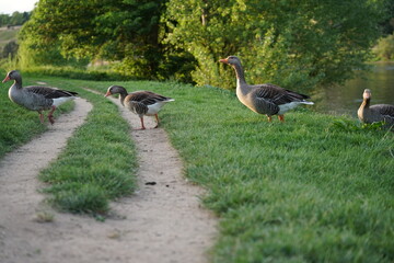 Graugänse tummeln sich an der Elbe in Dresden