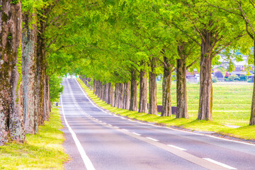 滋賀県 メタセコイア並木の新緑