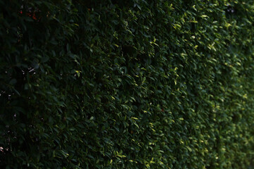 Leaves Tropical forest trees texture background wallpaper