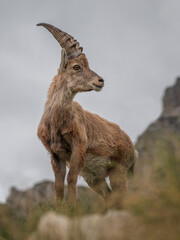Alpine ibex playing and enjoying the afternoon in the Italian mountains