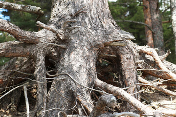 Abstraction - big roots of an old tree.