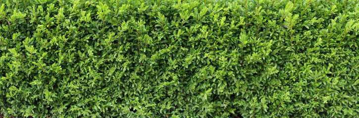 Fototapeta na wymiar Boxwood hedge texture. Buxus plant pattern. Gardening hedge background.