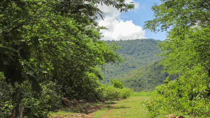 Fototapeta na wymiar Landscape of green nature in Brazil, we see the caatinga in the perioldo of chvas