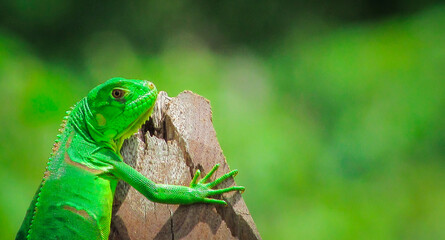 green iguana on wooden pole