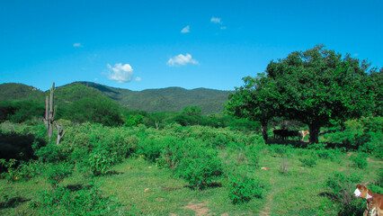 Landscape of green nature in Brazil, we see the caatinga in the perioldo of chvas