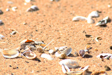 Sea shells on the sandy shore.