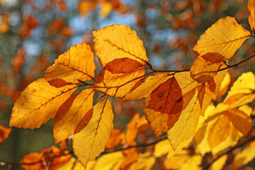 Beech leaves on a tree in autumn