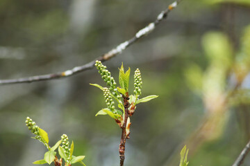 Wallpaper background - nature against the blue sky.
