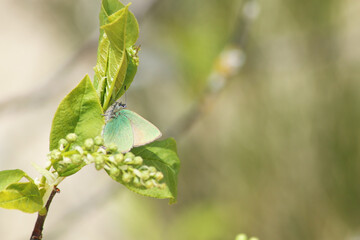 Beautiful background - a tree branch with an ant on green leaves against the blue sky.