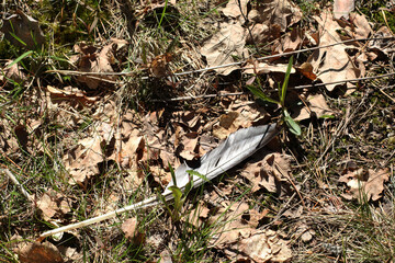 Beautiful background - bird feather close-up on the grass.