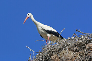 storks in their nest