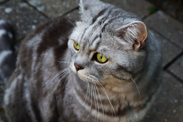 Katze, Hauskatze, Stubentiger, Katzenaugen, Raubtier