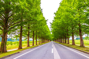 Obraz premium 滋賀県 メタセコイア並木の新緑