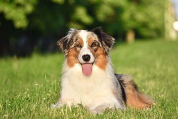 Australian Shepherd dog lies in the park on the grass and looks at the camera