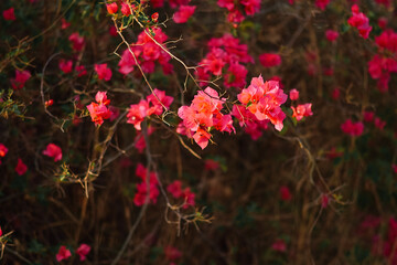beautiful flower in thailand