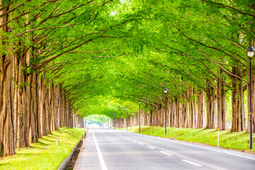 滋賀県 メタセコイア並木の新緑