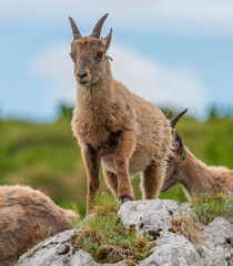 Fototapeta premium Alpine ibex playing and enjoying the afternoon in the Italian mountains