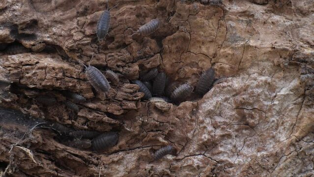 woodlice on the wooden trunk