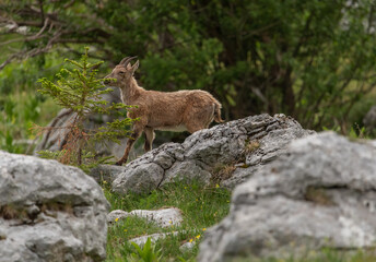 Naklejka na ściany i meble Alpine ibex playing and enjoying the afternoon in the Italian mountains