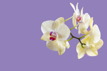 White with burgundy orchid flower closeup isolated on lilac mauve lavender color 2022 background as postcard with copy space for text and as mockup.