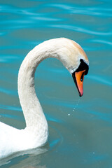 Falling drops of water from the head of a swan against the background of turquoise water