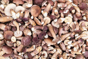 edible wild mushrooms Placed on a basket weave. Mushrooms.