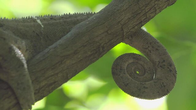 Giant Chameleon On A Branch In Madagascar, Perfectly Blending In By Adapting Color Of Environment. Side View Close-up Shot Of Curled Up Tail