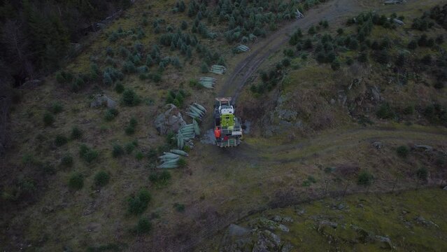 Harvesting christmas trees. Plantation on the side of a hill in a valley. 
4K aerial drone circling around tractor from above.