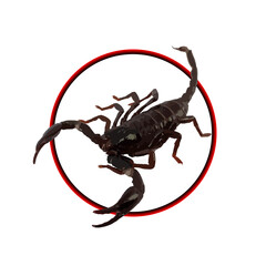 Logo of one black scorpion isolated on white background with red circle.