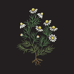 Embroidery floral pattern with camomile flowers. - 506903531