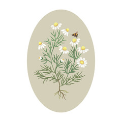 Embroidery floral pattern with camomile flowers and bee. - 506903534