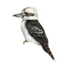 Kookaburra bird. Watercolor realistic illustration. Hand drawn Australia kingfisher element. Kookaburra australian native forest avian. Australia laughing bird. White background