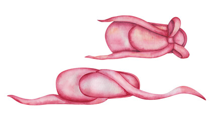 Watercolor illustration of hand painted pink ballet dance shoes with long laces and bow. Ballerina toeshoes in dance studio. Isolated on white clip art for children fabric textile prints, poster © Olga Sidelnikova