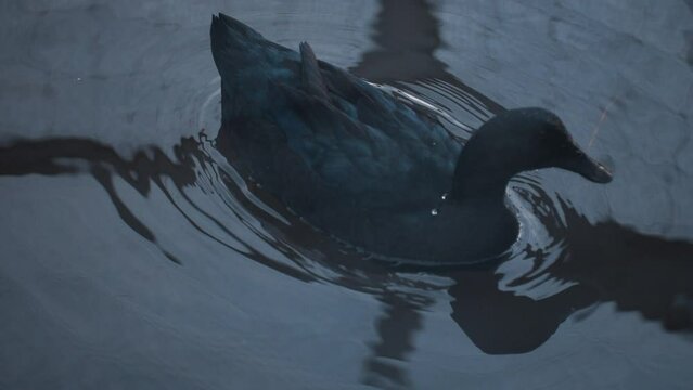 Dark soaked wild Cayuga sinking to hunt prey fish at night