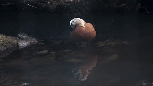 Verge of extinction of Ruddy shelduck exotic bird grooming itself