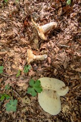 Close up of a mushroom on the ground in the middle of the forest