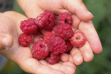Close-up of child's hands holding fresh raspberries picked at organic berry farm. Kid harvesting fruits and berries