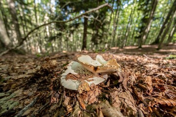 Close up of a mushroom on the ground in the middle of the forest