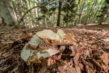 Close up of a mushroom on the ground in the middle of the forest