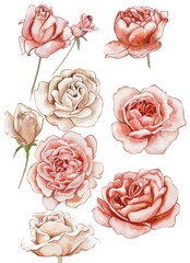 Watercolor illustration. Set of beautyful peony roses on white background 