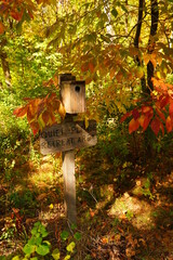 A lush autumn colored forest