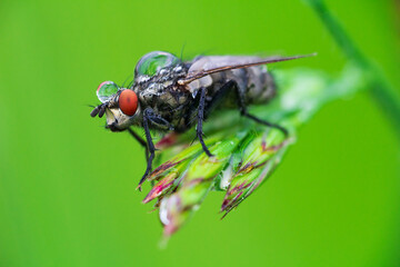 Fly insect with water drops from dew sitting on grass stem. Macro animal photo