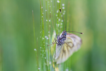 Black-veined white, aporia crataegi butterfly sitting on wet corn. Spring animal background