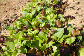 ベビーリーフの栽培