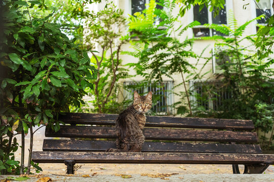 The cat is sitting on a bench. Brooding cat in Istanbul