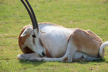 antelope (scimitar oryx) in a zoo in france