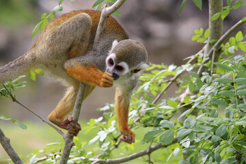 squirrel monkey in a zoo in france
