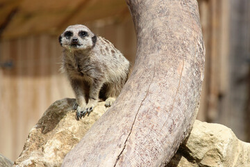 meerkat in a zoo in france