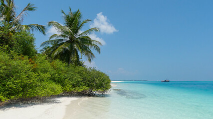 Naklejka na ściany i meble Ein einsamer und idyllischer Strand mit einer Palme im Hintergrund sowie dem kristallklarem Meer auf einer exklusiven Insel der Malediven